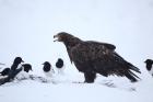 Golden Eagle phot. Agnieszka and Damian Nowak