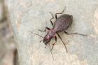 Carabus irregularis phot. Pawel Niemiec