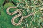 Common Northen Viper phot. Cezary Cwikowski