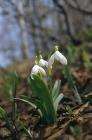 Common Snowdrop phot. Renata and Marek Kosinscy