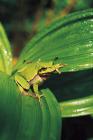 Common Tree Frog phot. Cezary Cwikowski