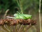 Green Bushcricket phot. Slawomir Basista