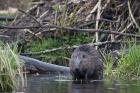 Beaver phot. Renata and Marek Kosinscy