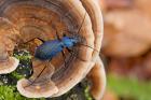 Carabus intricatus phot. Pawel Niemiec