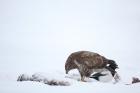 Common Buzzard phot. Agnieszka and Damian Nowak