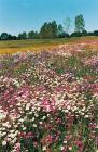 Blooming meadows phot. Stefan Michalik